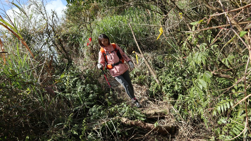 鶯子嶺山登山健行趣(效山)_2070488