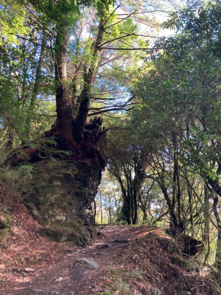 奇萊南峰、南華山｜第十、十一座百岳_1167590