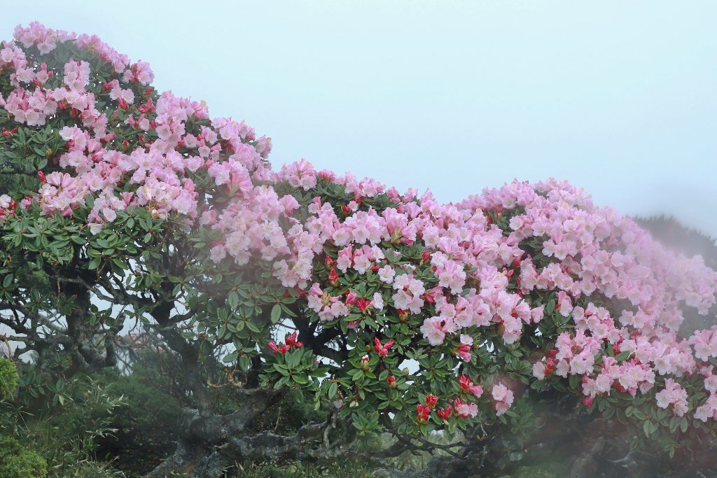 霧裡看花/這一季的東峰杜鵑_597643