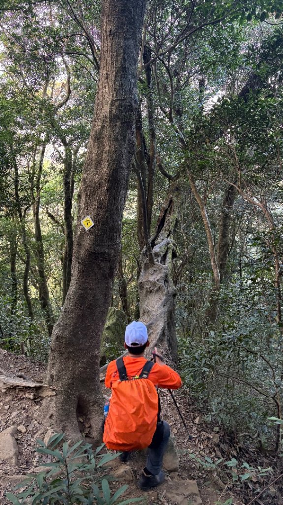 山毛櫸的「最後一舞」_2955241