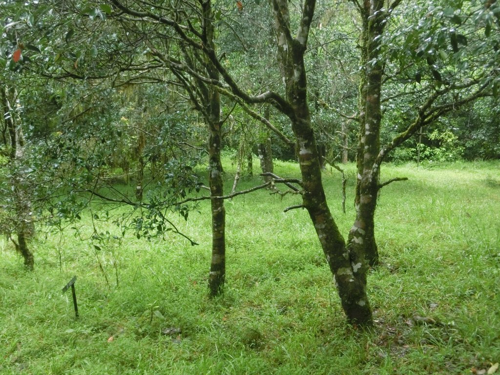 福山植物園_691006