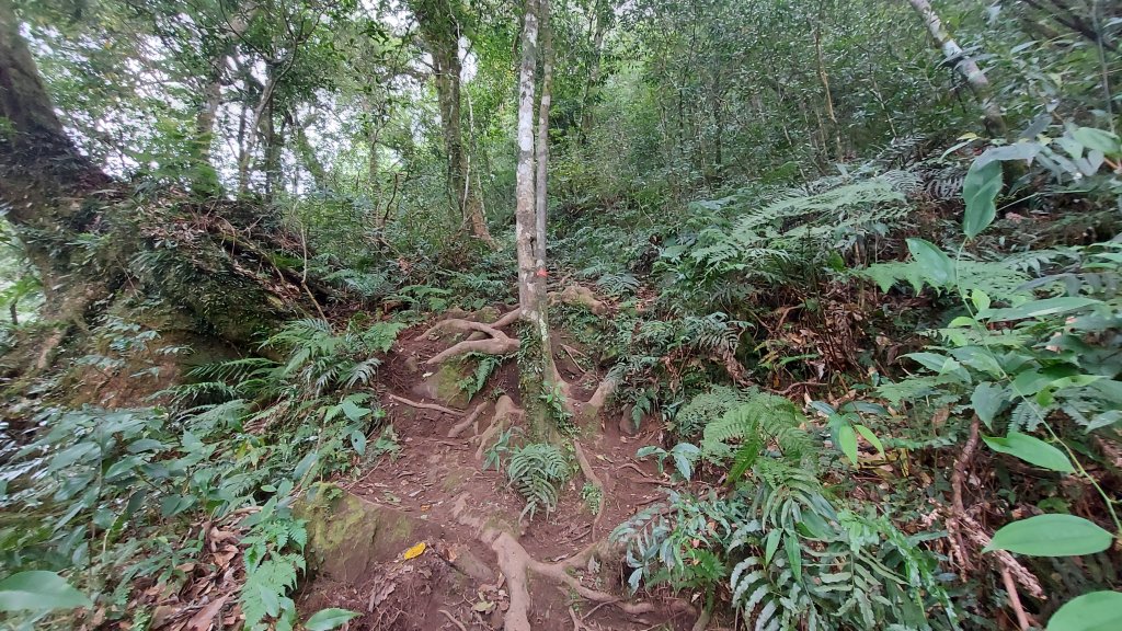 內鳥嘴山 北得拉曼步道 _1159375