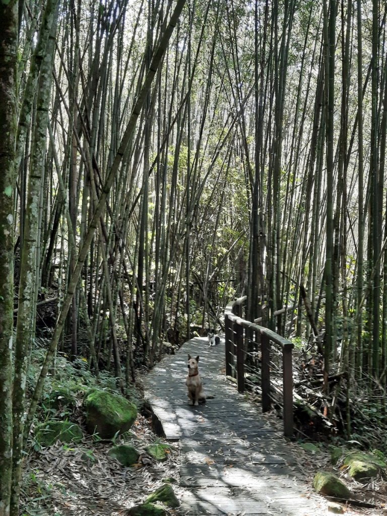 《嘉義》靜謐森林｜迷糊步道+福山古道20210123_1245304