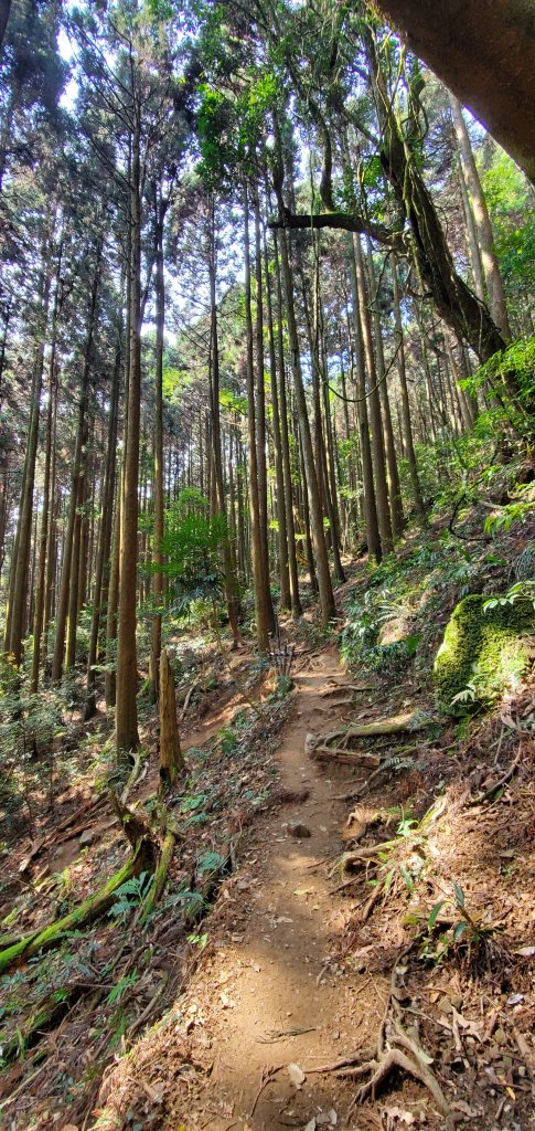 2021-03-28加里山登山步道_1325561