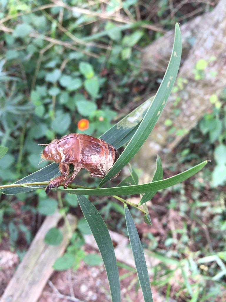 十八彎古道_396683