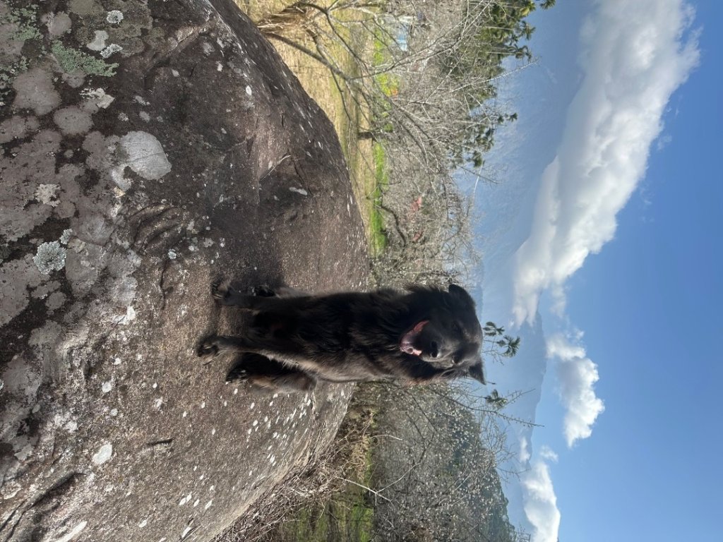 南投縣信義鄉二坪山步道_2690517