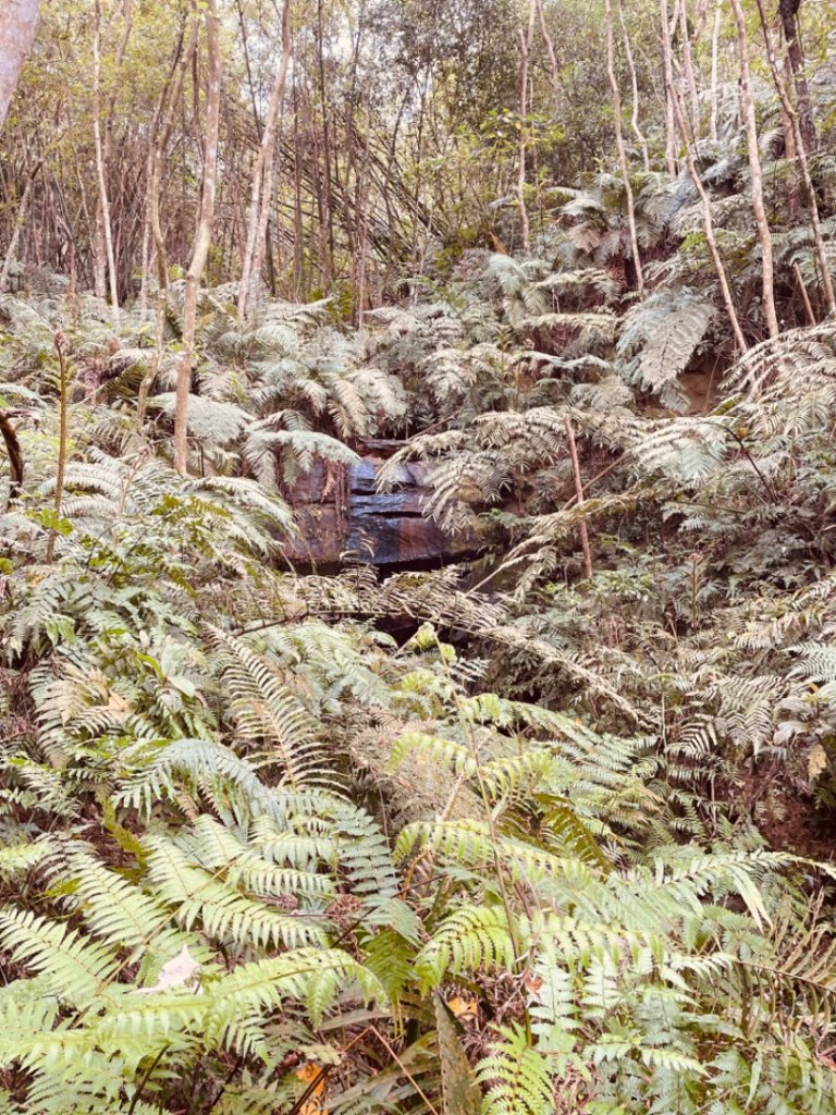 三峽橫溪三⛰️谷關 東卯山東南稜賞血藤_2747912
