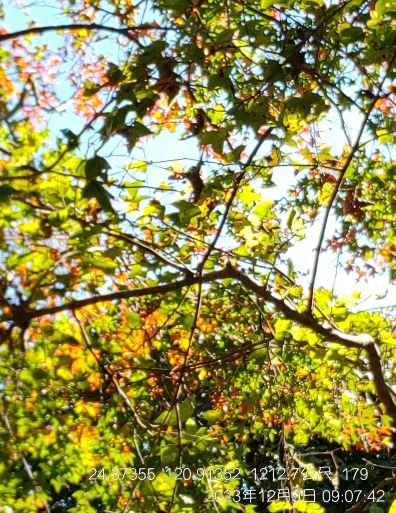 20231209_馬那邦山_2374544