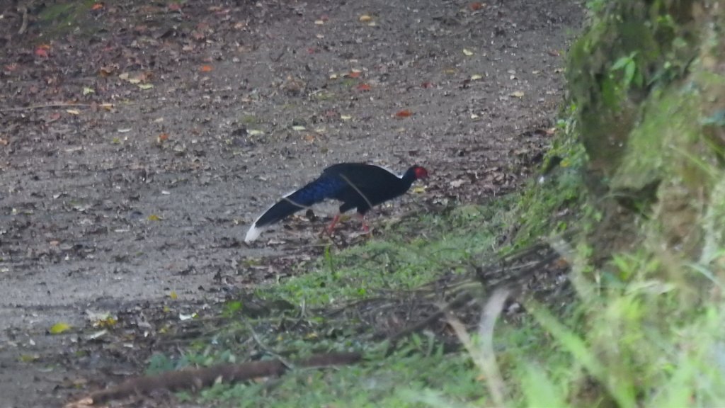 包場槓龜的代價-久違的 #藍腹鷴 公鳥 10/7_2616251