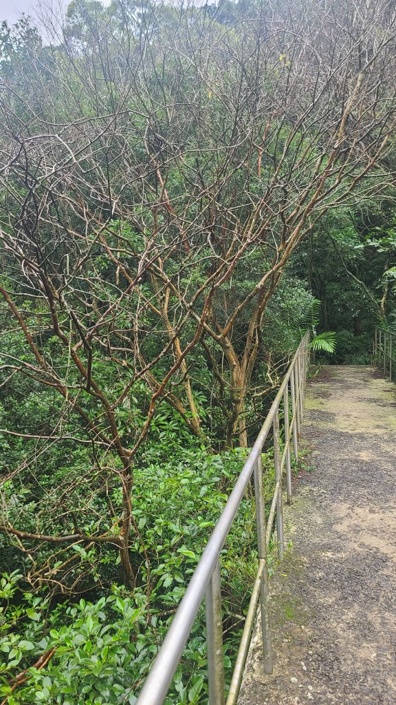2025-01232淡蘭古道北二段(燦光寮古道到澳底)_2696572