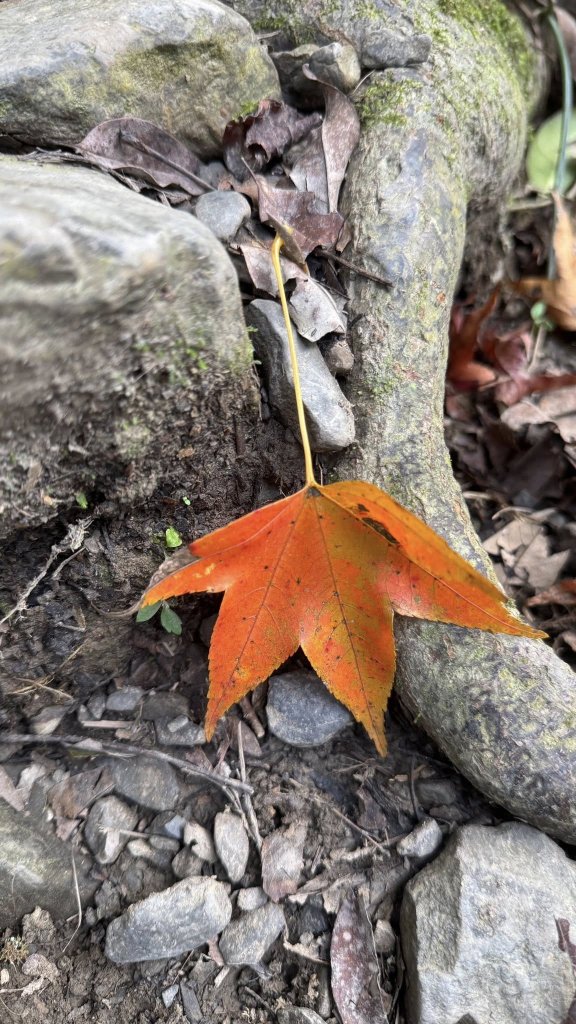 20260117三峽雲森瀑布_2990321