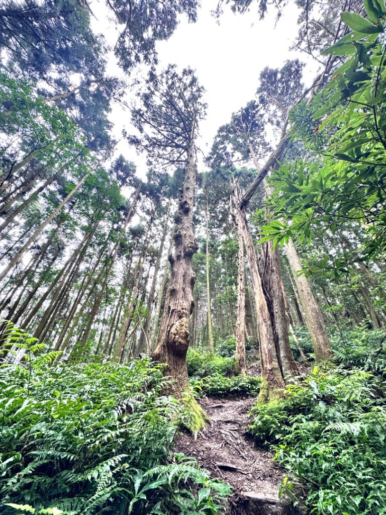 光天高山 - 向天湖山(小百岳32) 小O一圈_2876729