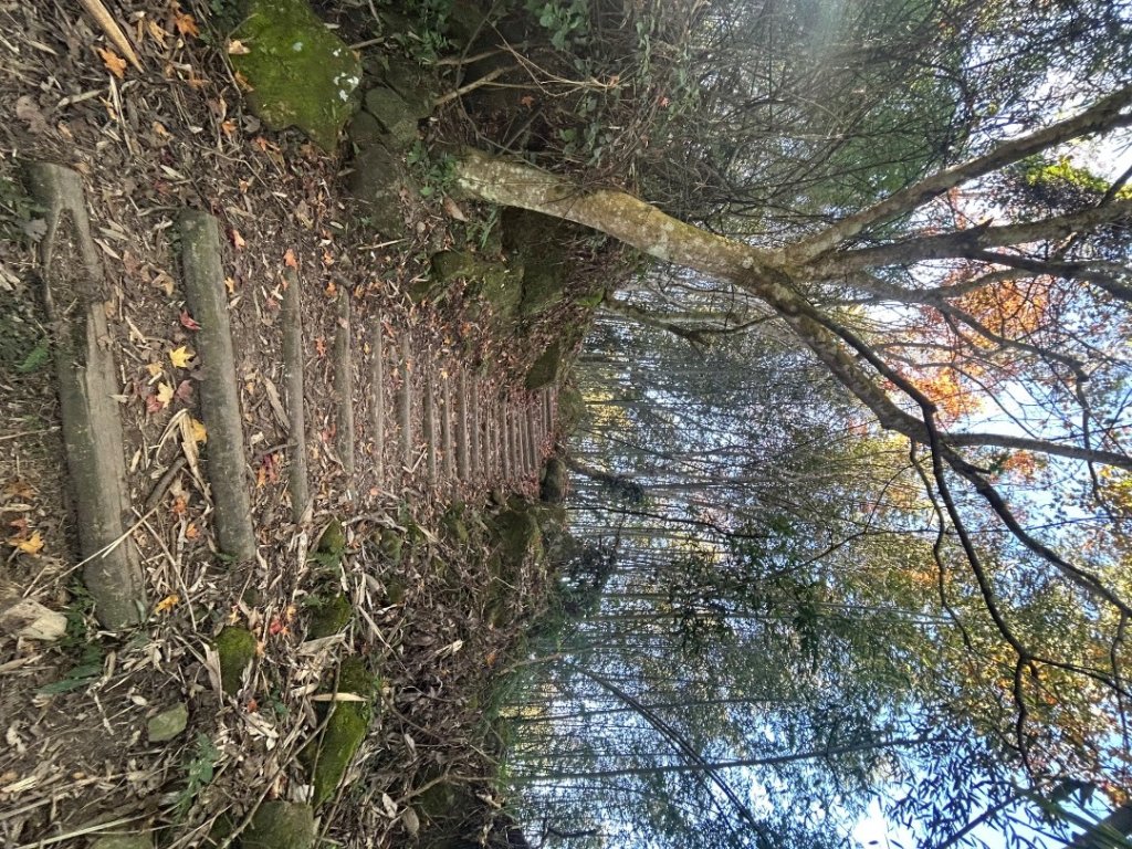 苗栗大湖-馬那邦山-小百岳037_2679921