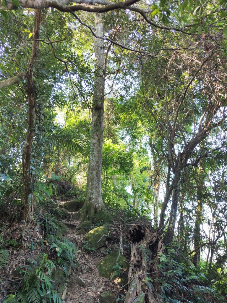 2023.11.04 關西赤柯山 | 赤柯山南峰 | 東獅頭山_2490068