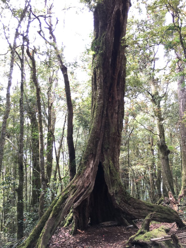 20160424_金柑樹山忘憂森林_872613