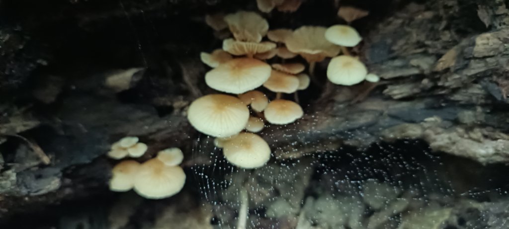 20241116_石牛山步道_2649520