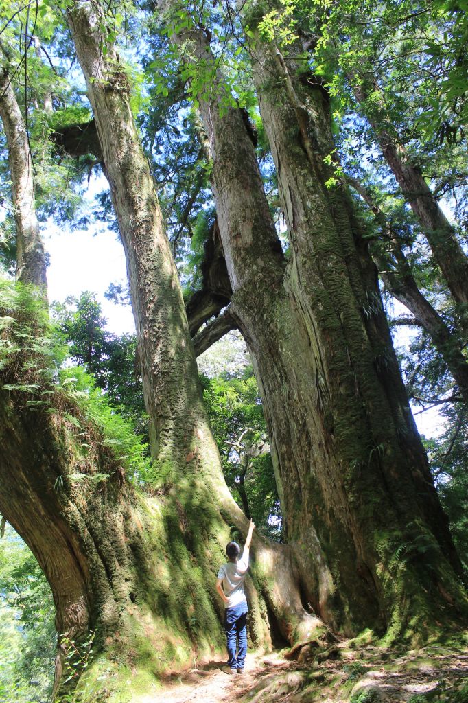 鎮西堡巨木群步道（B區）_360575