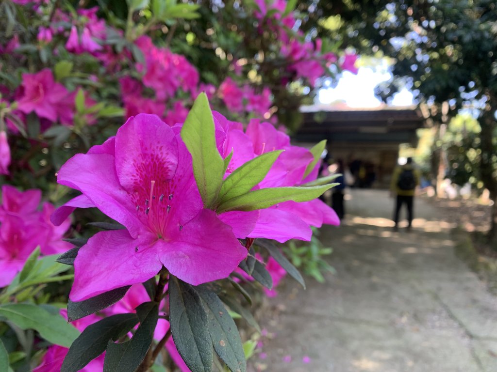 20250322南投松柏坑山-大棚山_2745834