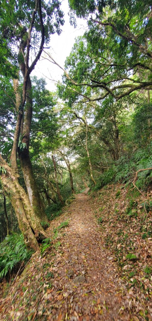 2024-02-24東滿步道_2437374