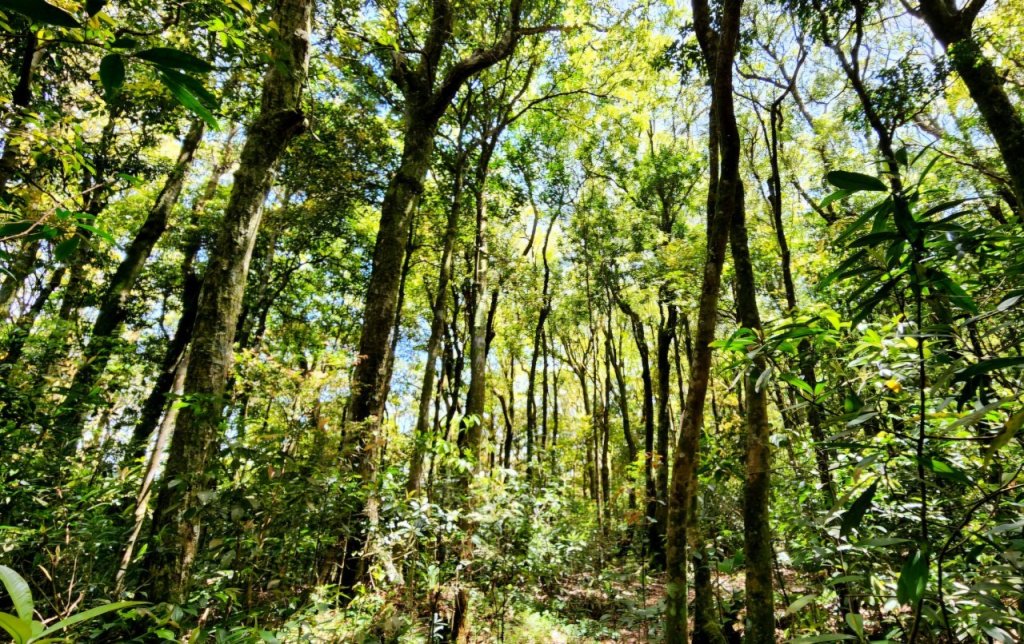 【中級山】與山毛櫸的邂逅，逐鹿山_2742647