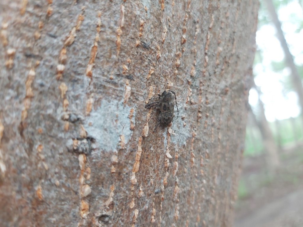 虎山森林步道_2185449