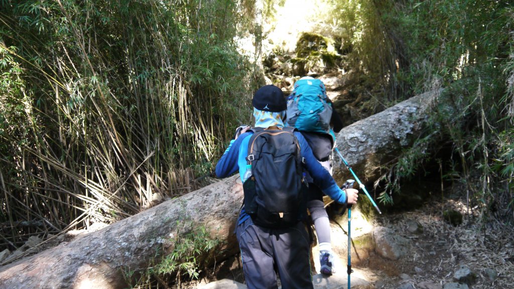 池有山單攻登山健行趣(百岳52)_1515288