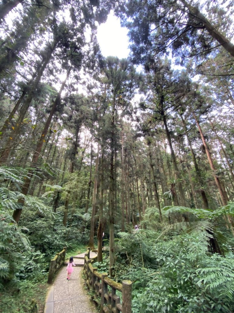 20191109貓仔們之溪頭森林步道探索_757167