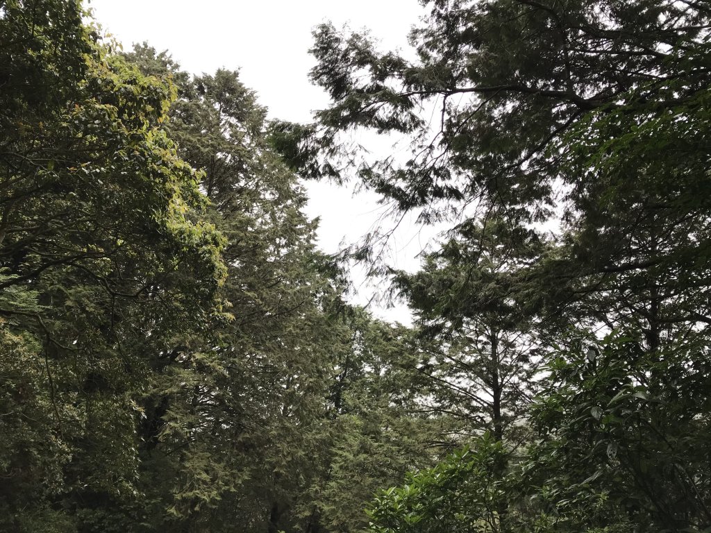 109年6月26日特富野古道_1027250