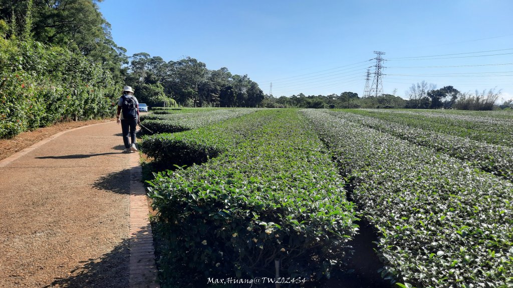 《新竹》湖口老街｜金獅古道O繞茶香及仁和步道20241206_2663735