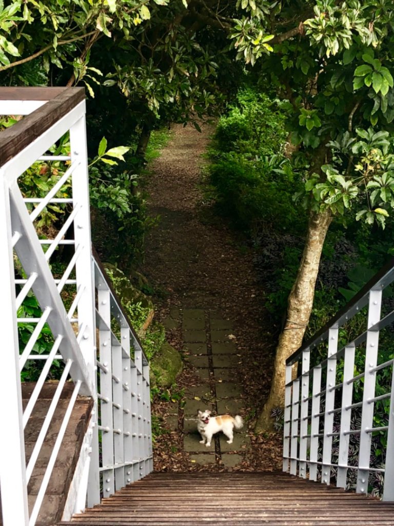 2019-07-04觀音山之牛港稜山_627192