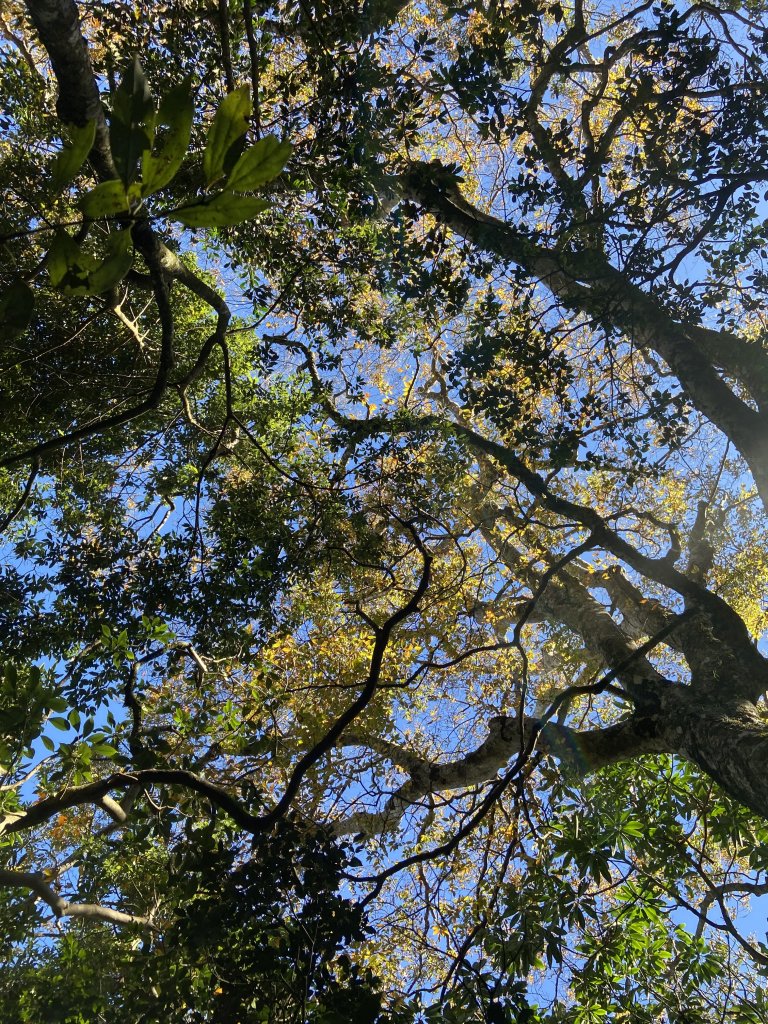 114.11.16 北得拉曼追黃金山毛櫸_2937903