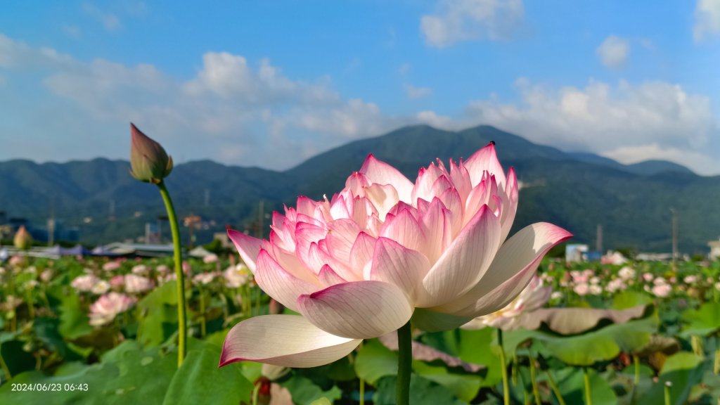 天龍國阿伯的日常-雲山水花鳥蝶 6/23_2532506