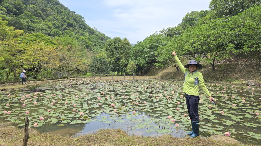 今年最美賞桐花秘境，瑪西賞桐步道，基隆七堵富民親水公園對岸。瑪陵坑溪秘境，台版亞馬遜雨林，苓蘭生態公_2782137