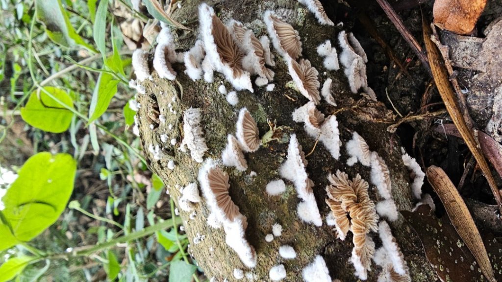 竹東三山O_2375979