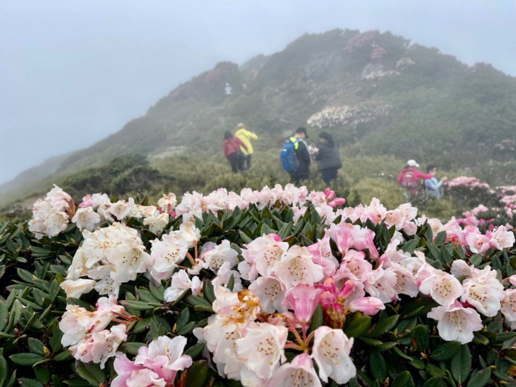 1130519合歡東峰杜鵑花_2509101