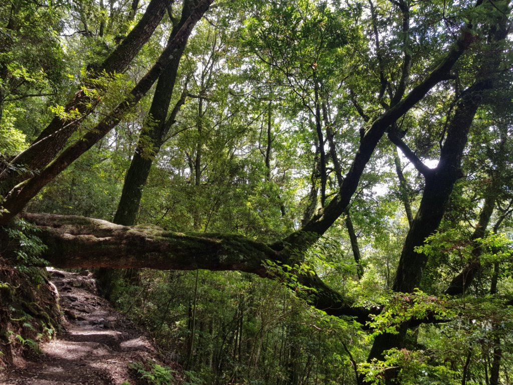 大霸尖山（百岳×15~18）_1062045