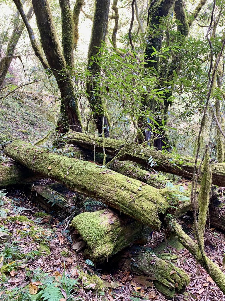 獨孤遺世白雪村    2022/12/3-4_1940425