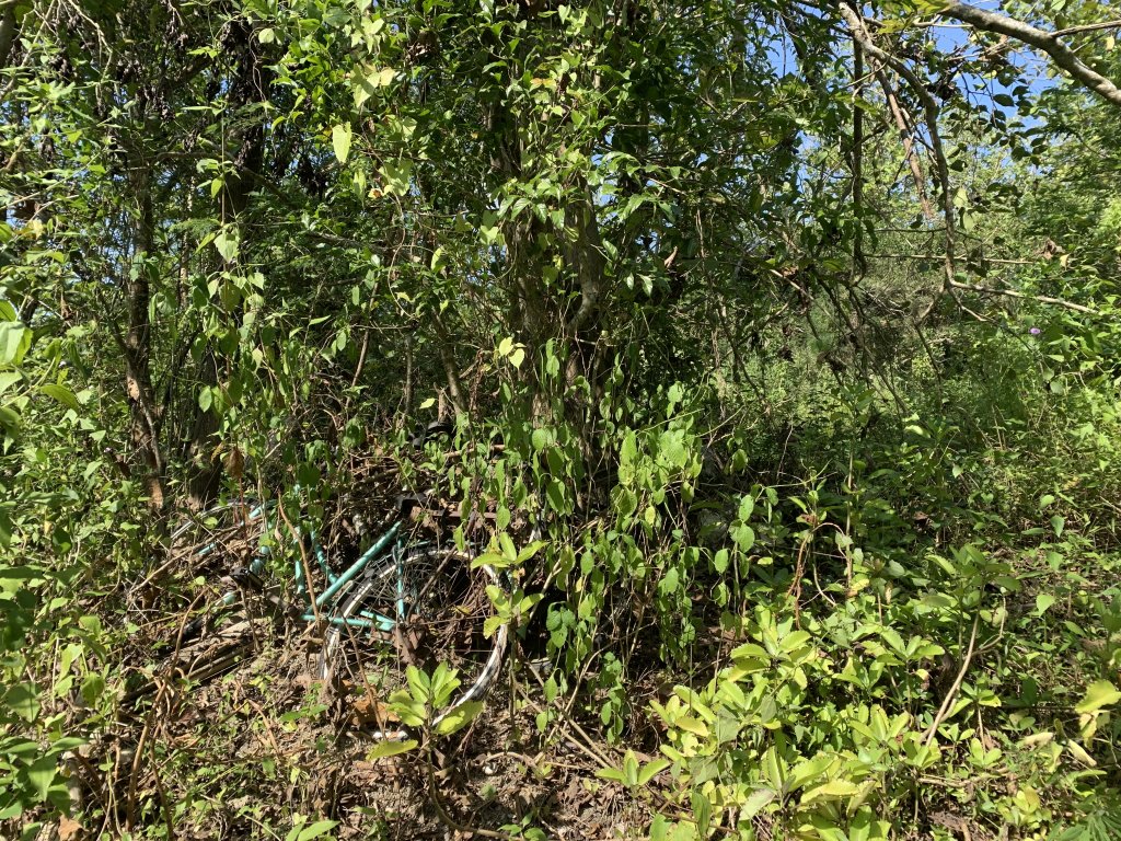 20251115台南大尖山_2938101