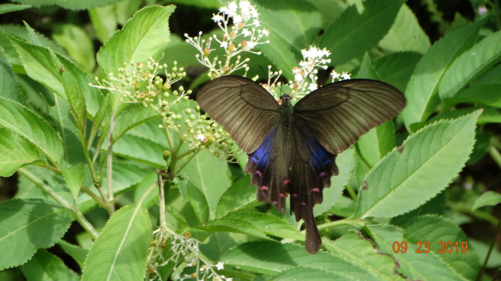入秋追雲賞蝶趣_686343