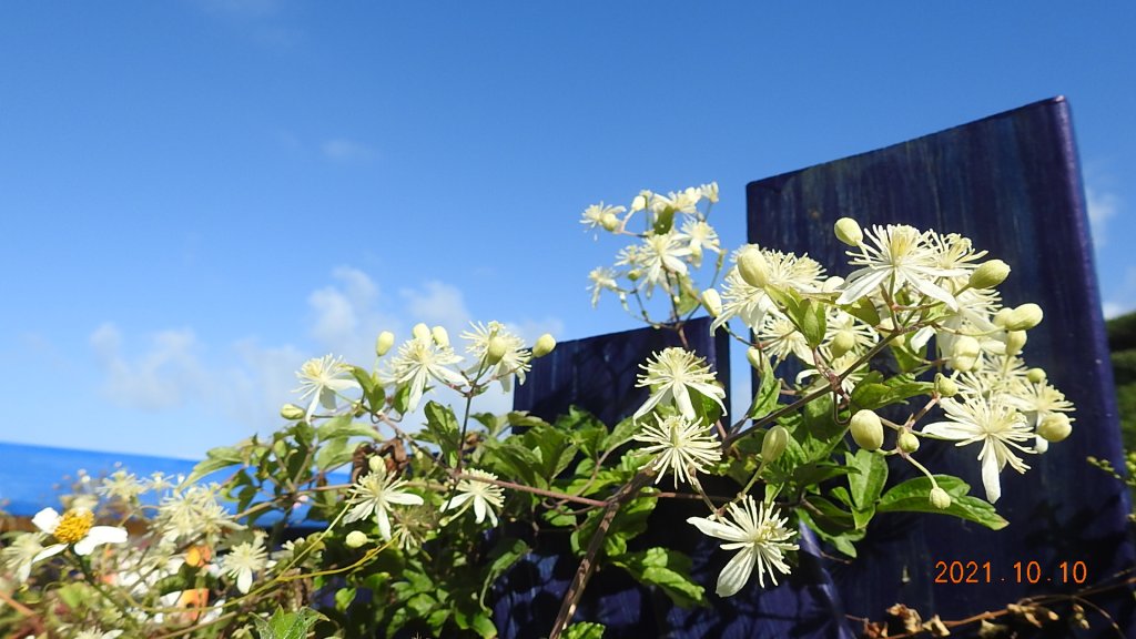 1雲山水花鳥蝶 - 新店四十份&坪林南山寺&坪雙路-桃源谷步道 2淡水三芝趴趴走_1483284