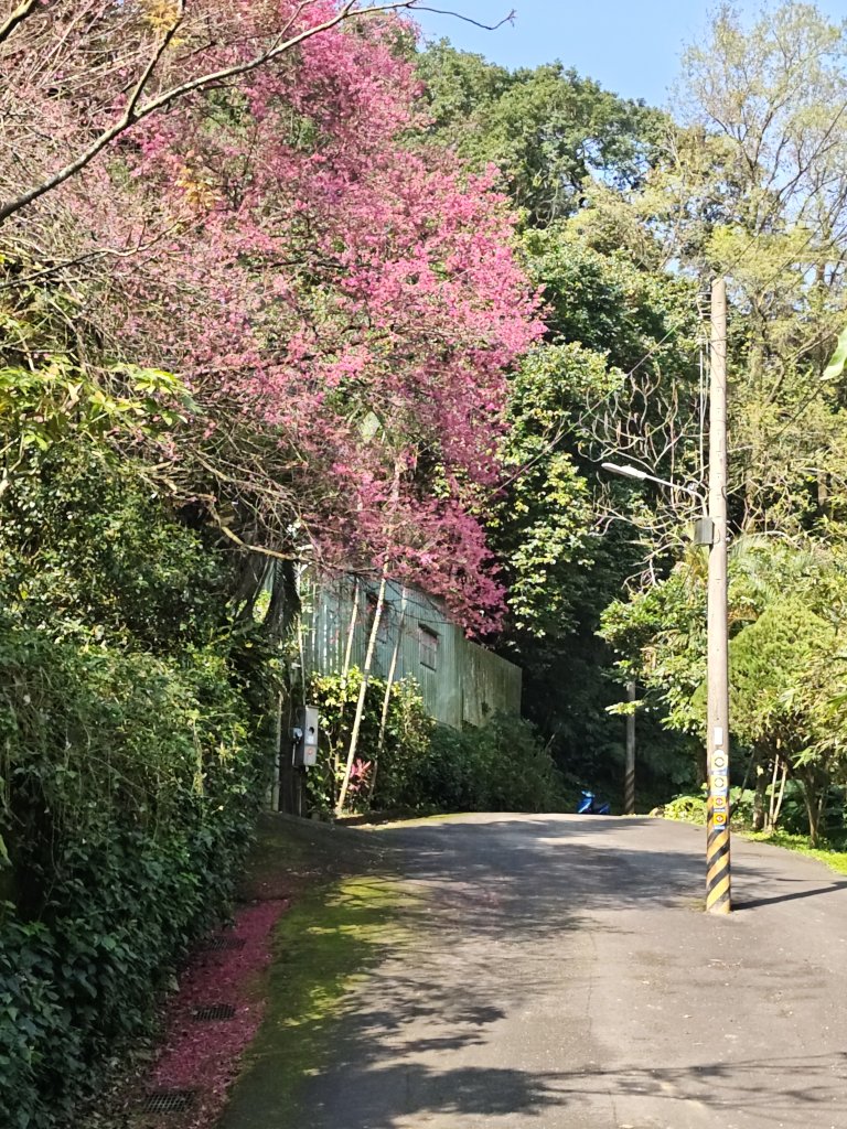 2026-0221造鎮-太極嶺-桐花公園-承天禪寺-永寧站封面圖