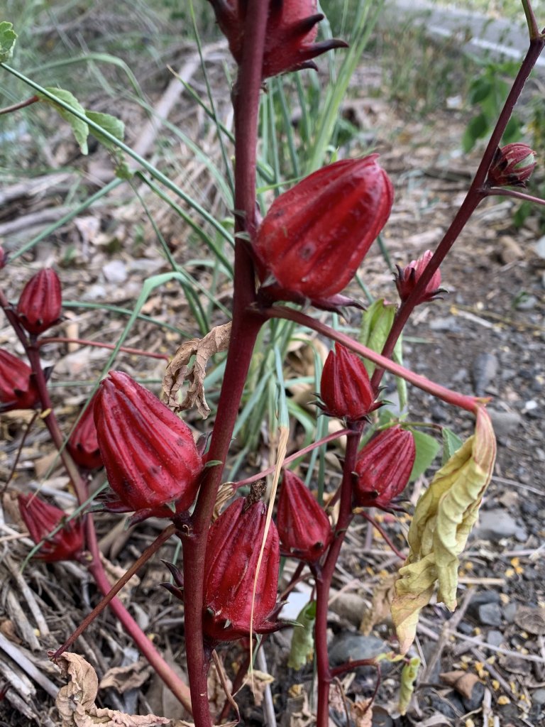 20250503屏東基石-大餉營庄東北_2781532