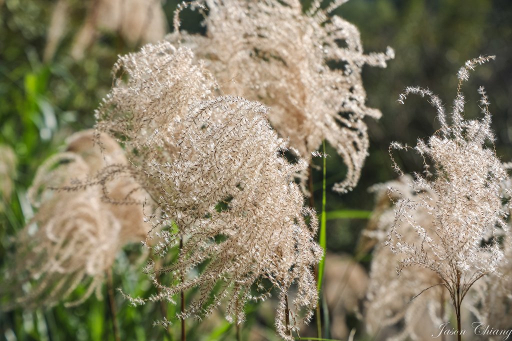 [台北天際線]姜子寮絕壁、姜子寮山、旗尾崙山_1966525