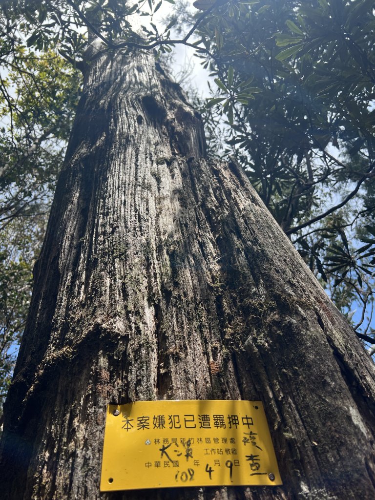 ~  塔  曼  山  ~_2782817