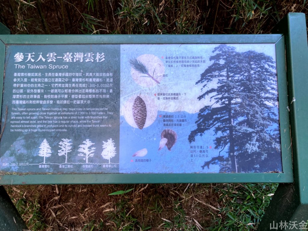 2023-11-26 東埔大草原步道_2363799