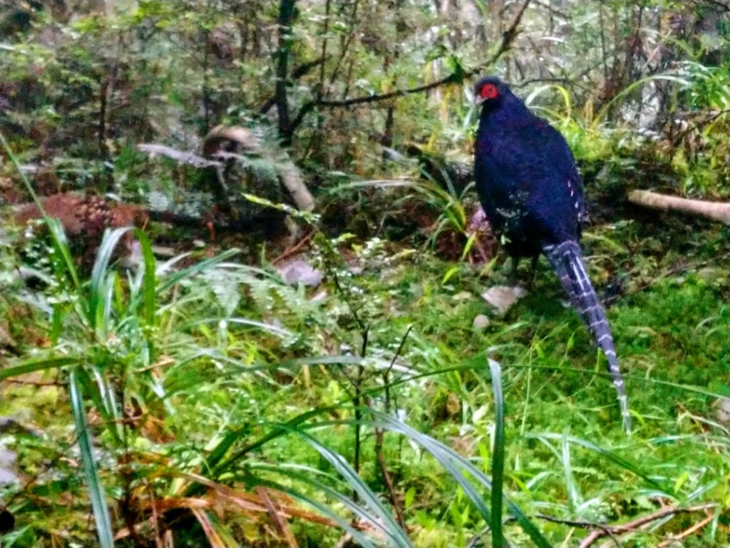 一年一度的饗宴～浪漫金黃之秋山毛櫸_1146021