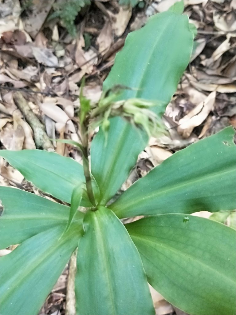 菜公坑古道，面天古道，逛逛尋蘭趣_1096133