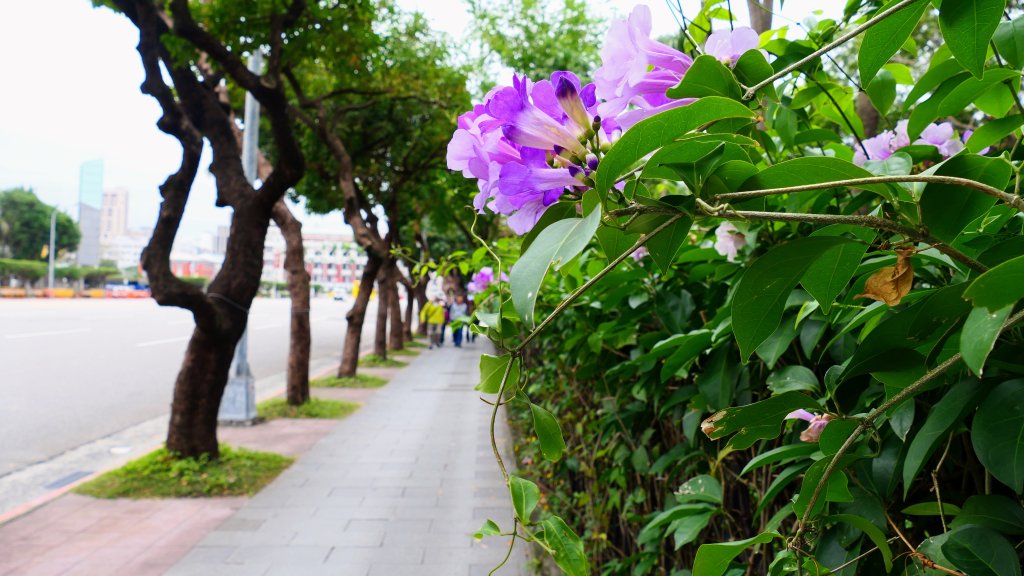 總統府,台北賓館,西門紅樓_2664400