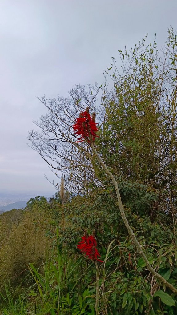 苗栗關刀山/關刀山西北峰（全線打通）_2040004