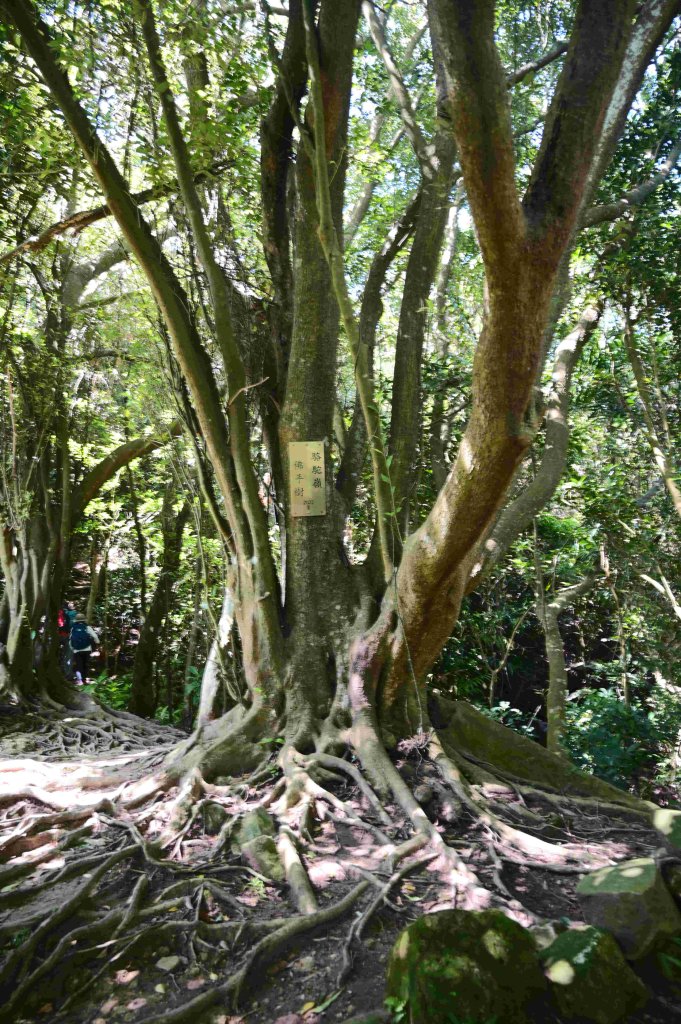 20240917小鷹尖-硬漢嶺_2601620